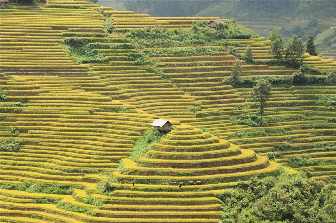 Golden terraced rice fields on a hillside with a small wooden stilt hut