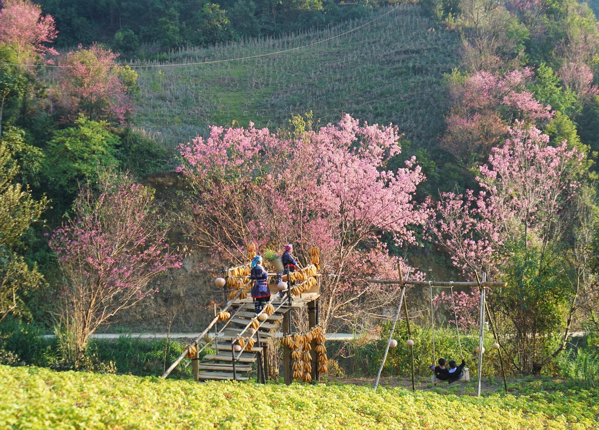 People on a wooden platform under pink blossom trees on a hillside
