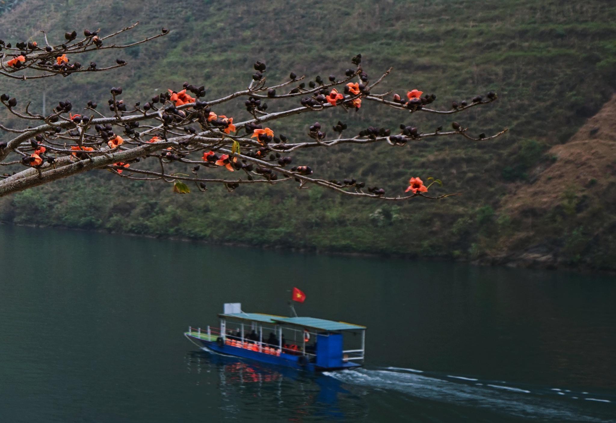 A small passenger boat on a river below branches of red cotton flowers