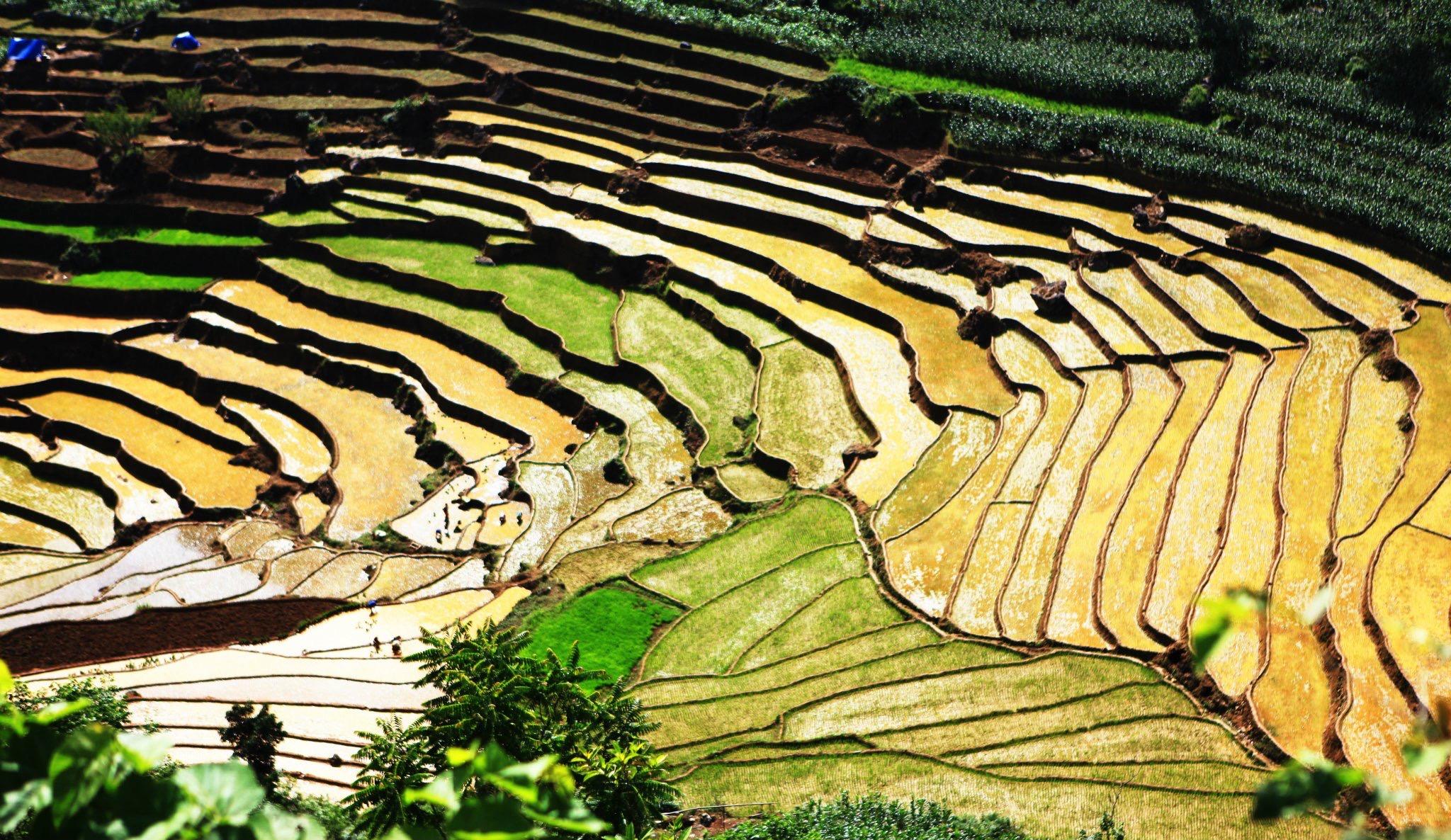 Terraced rice fields, some flooded and some golden, on a hillside