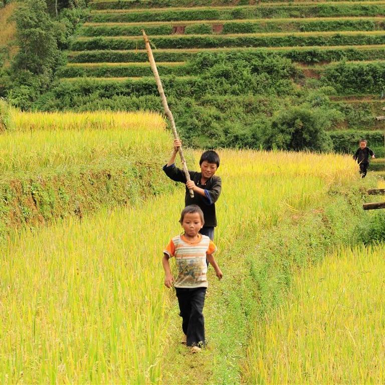 Two children walking a narrow path between terraced rice fields at harvest time