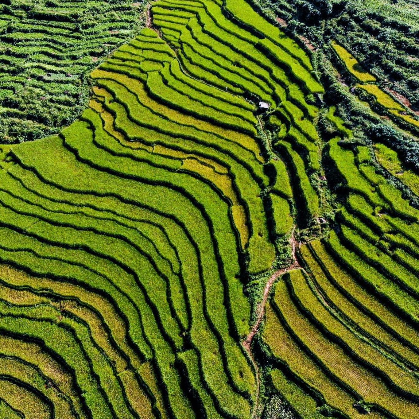 Curving green terraced rice fields covering a hillside, seen from above